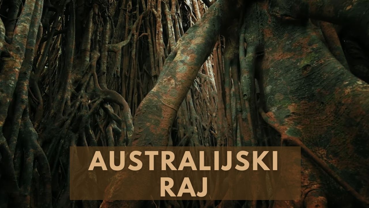 Australijski Las Deszczowy: Australijski Raj - Film Przyrodniczy Lektor PL [HD]