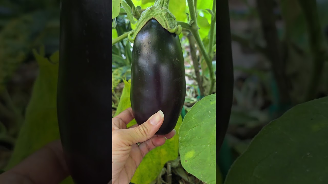 How to know When Eggplants are Ready to Harvest. How and When to Harvest Eggplant #garden #gardening