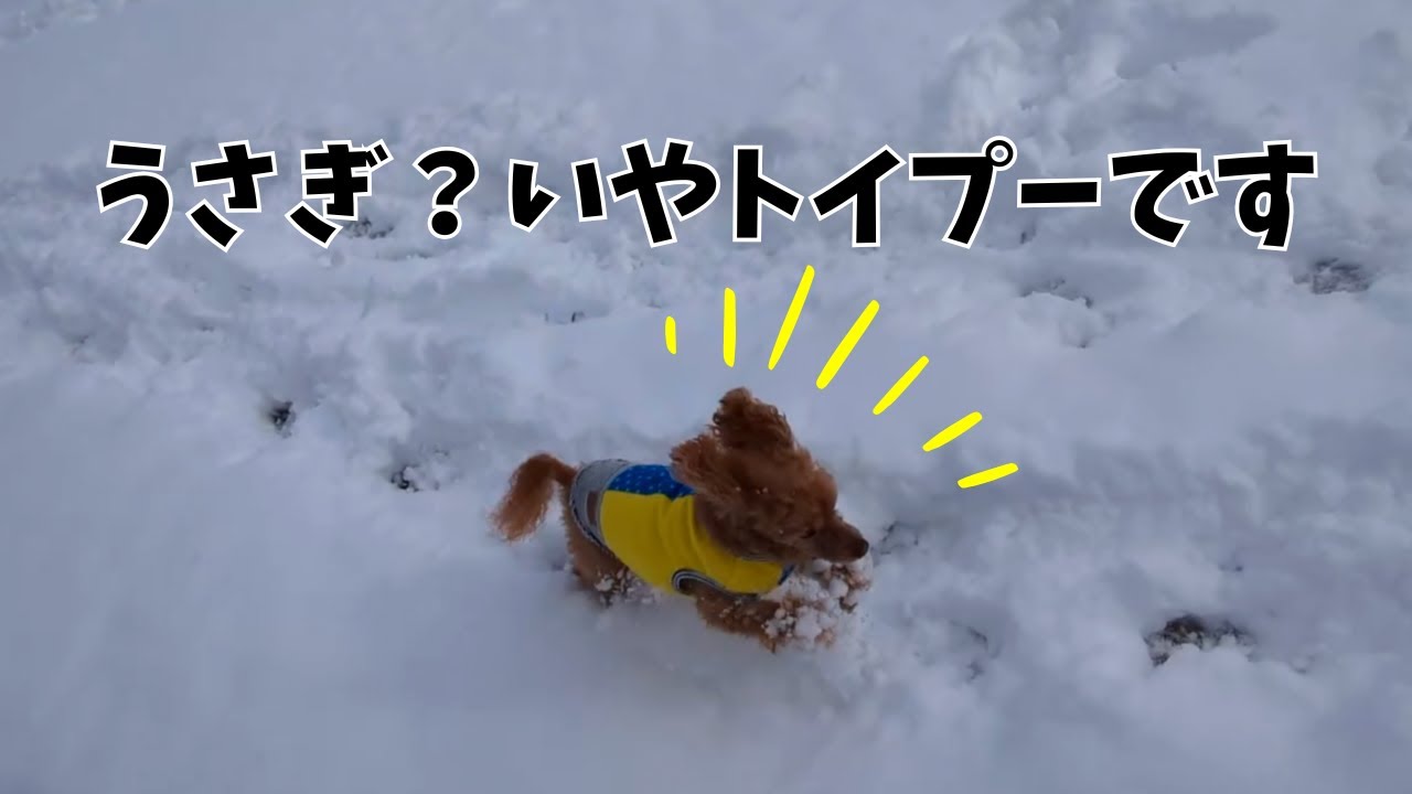 雪のドッグランでウサギのように走り回る13歳のトイプードル