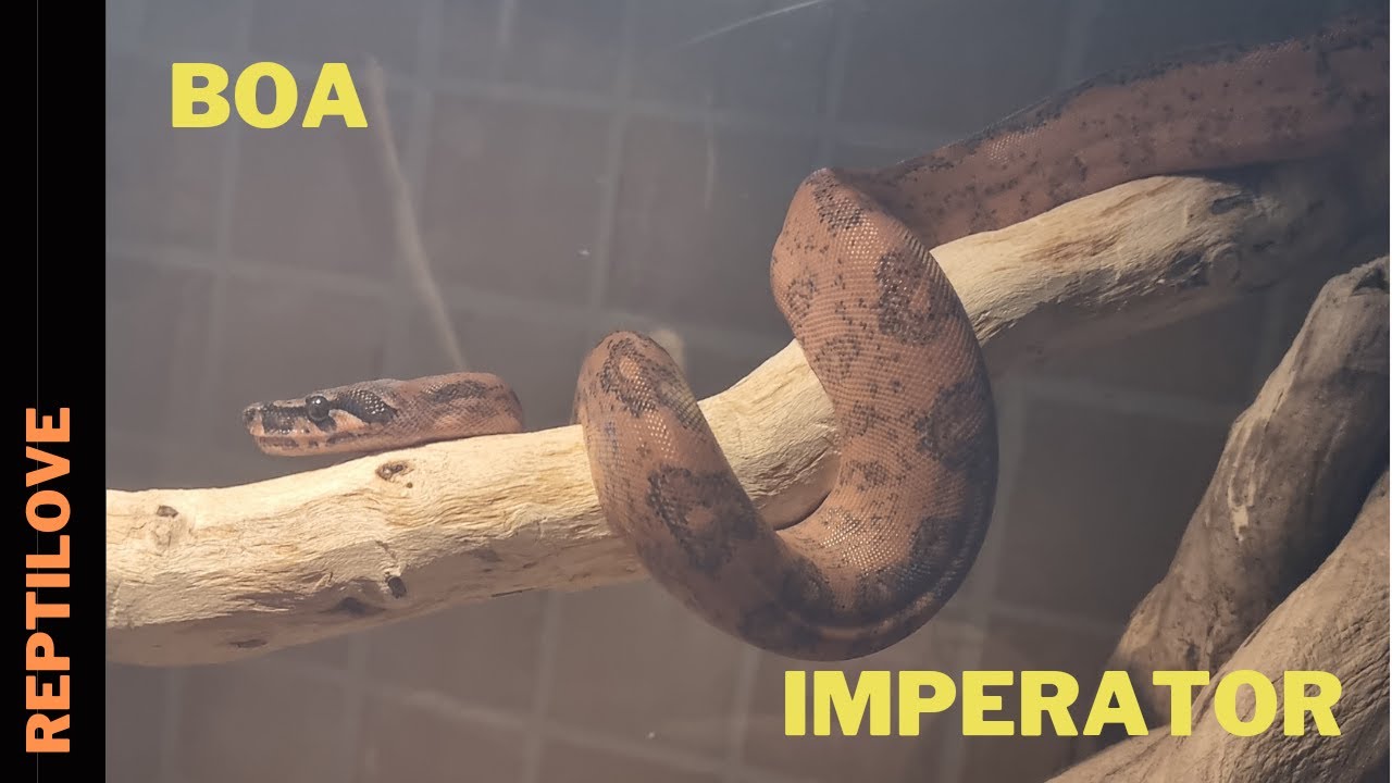 Boa Cesarski | Boa Imperator |