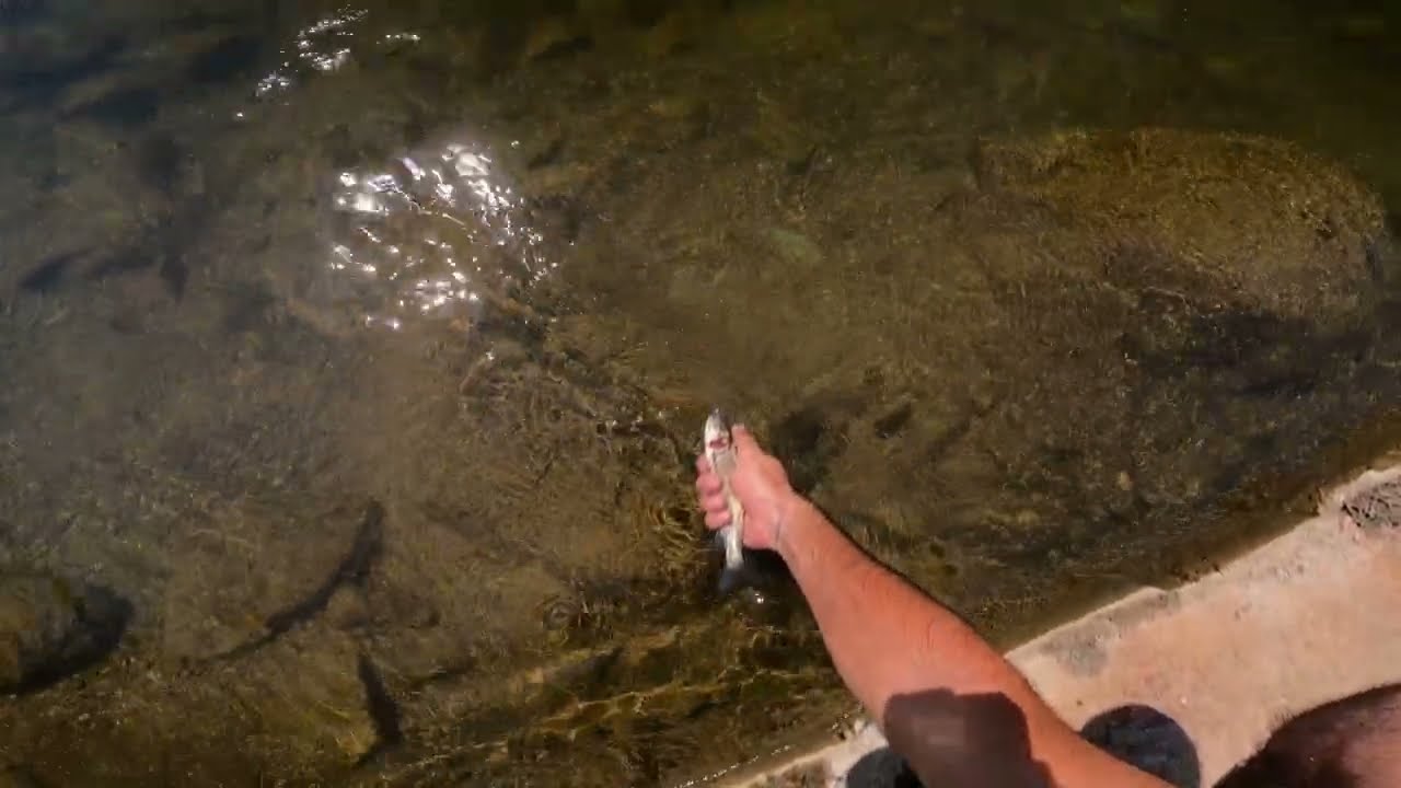 Мухарски риболов в бързея // Fly fishing in the rapids