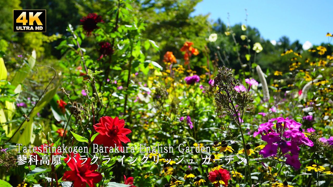 The dahlias in the Barakura English Garden are now in full bloom!