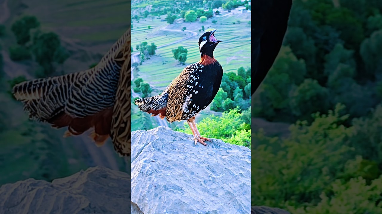 Black Partridge Sound | #kalateetar #birds ##teetarawaz