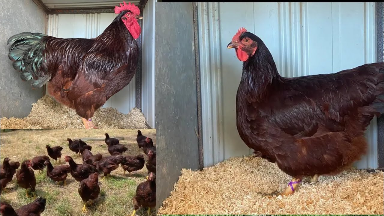 Rhode island red chickens | RIR chicken breed