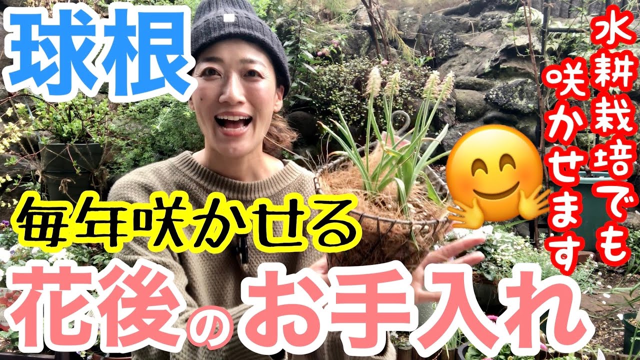 【球根の花後のお手入れ】毎年咲かせるための2つのポイント✌️/ ヒヤシンス・ムスカリ・スイセン・チューリップほか🌷/ 水耕栽培していた球根も、来年咲かせます😊 【ガーデニング】