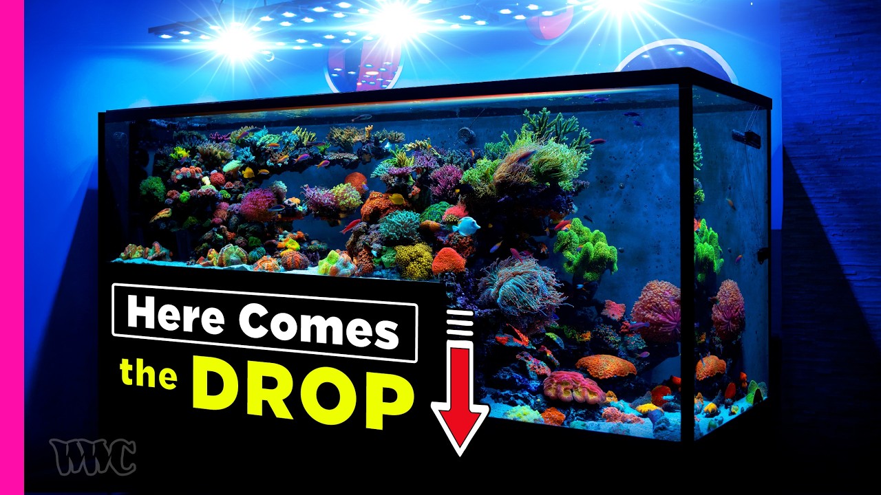 Lets Take A Deeper Dive! | Polo Reef Tank Tour Continued