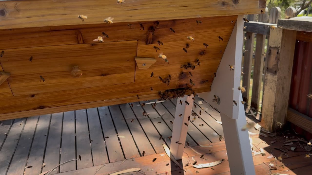Robbers at the Kenyan Top Bar Hive