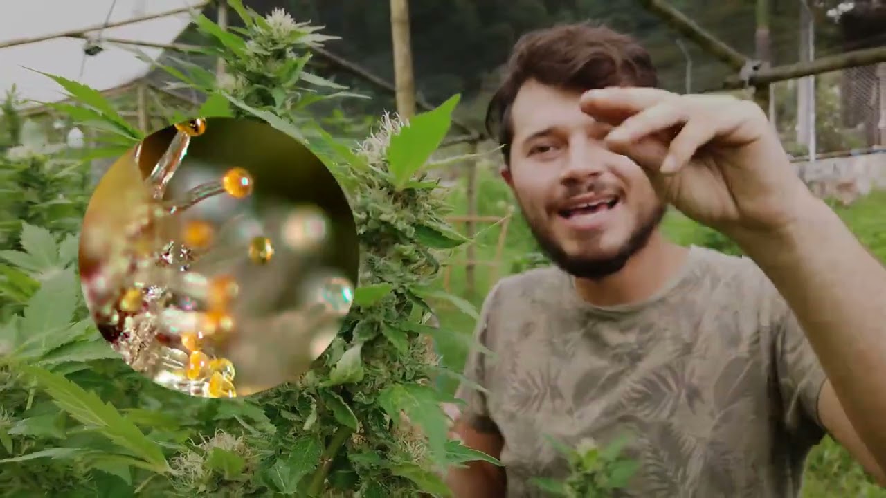 cuando debo cortar mis cogollos de weed