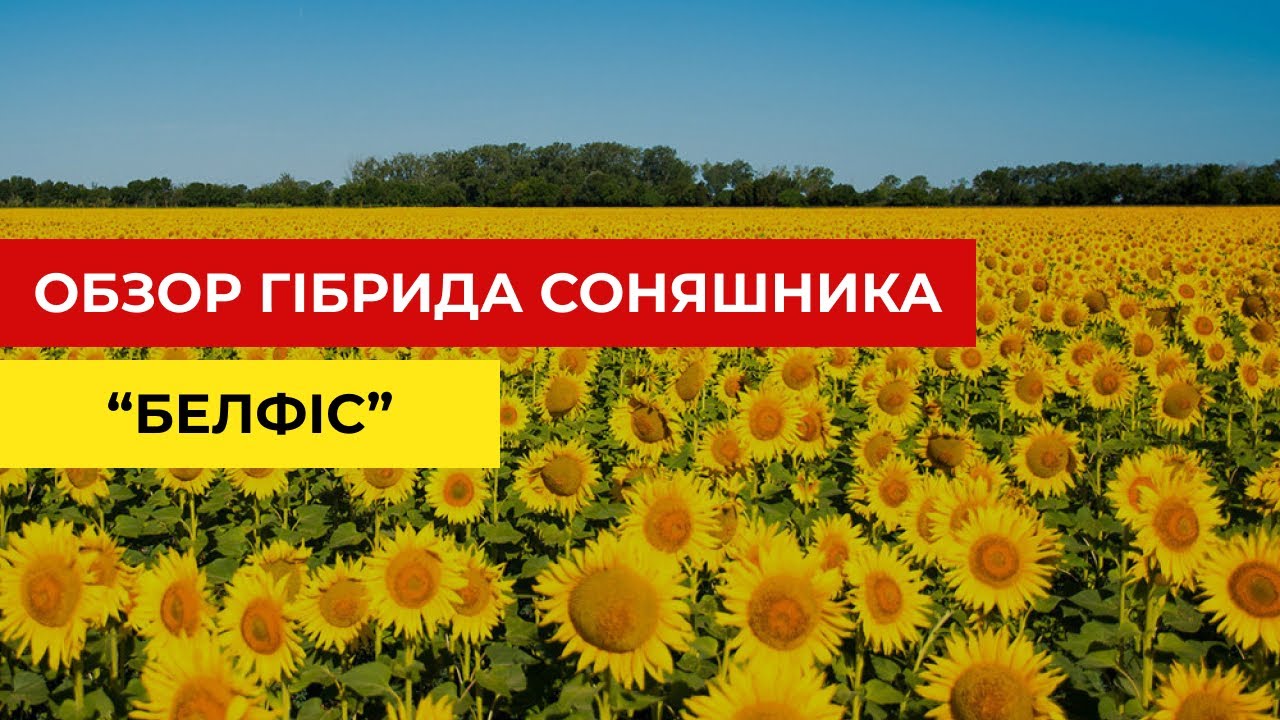 Обзор гібрида соняшника 