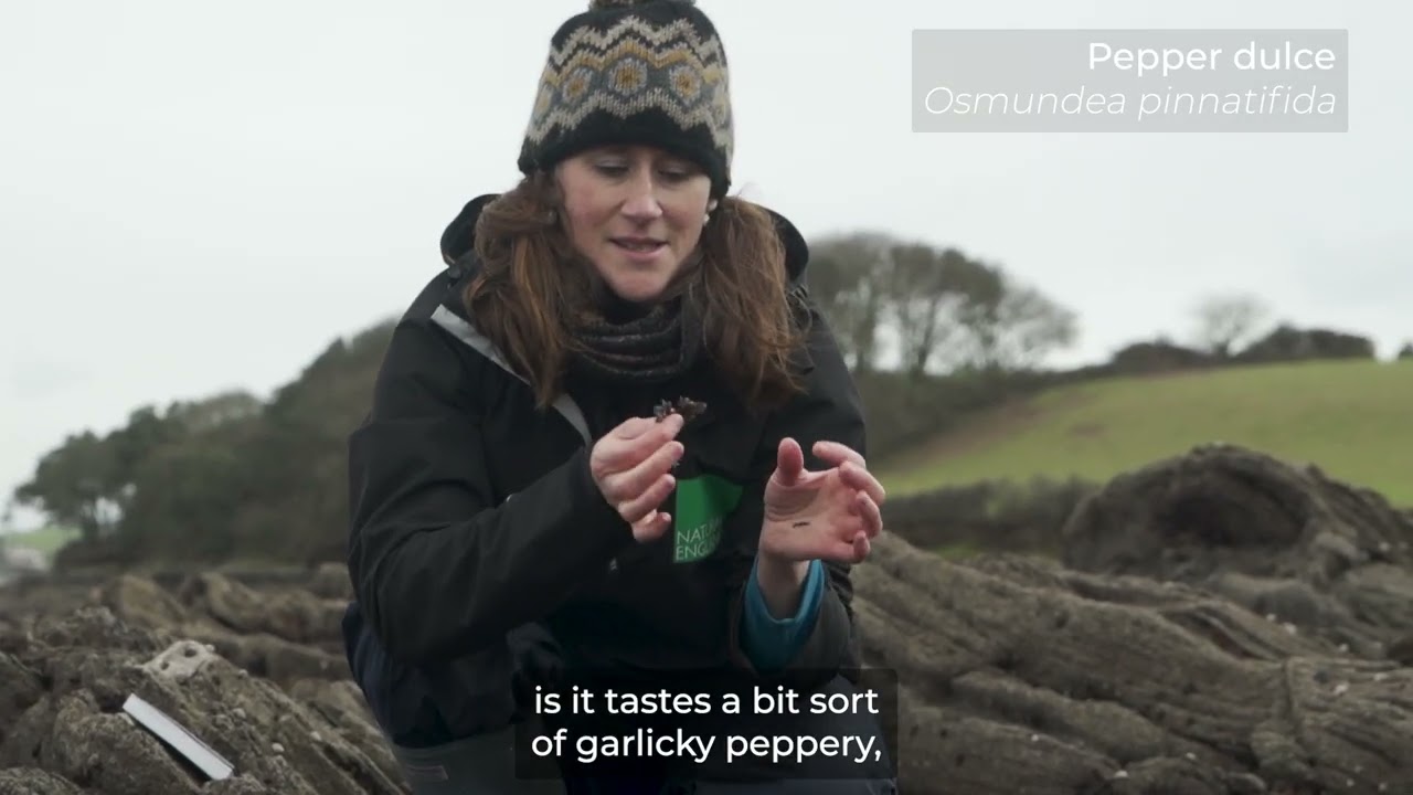 Esther Hughes   Seaweed ID Guide