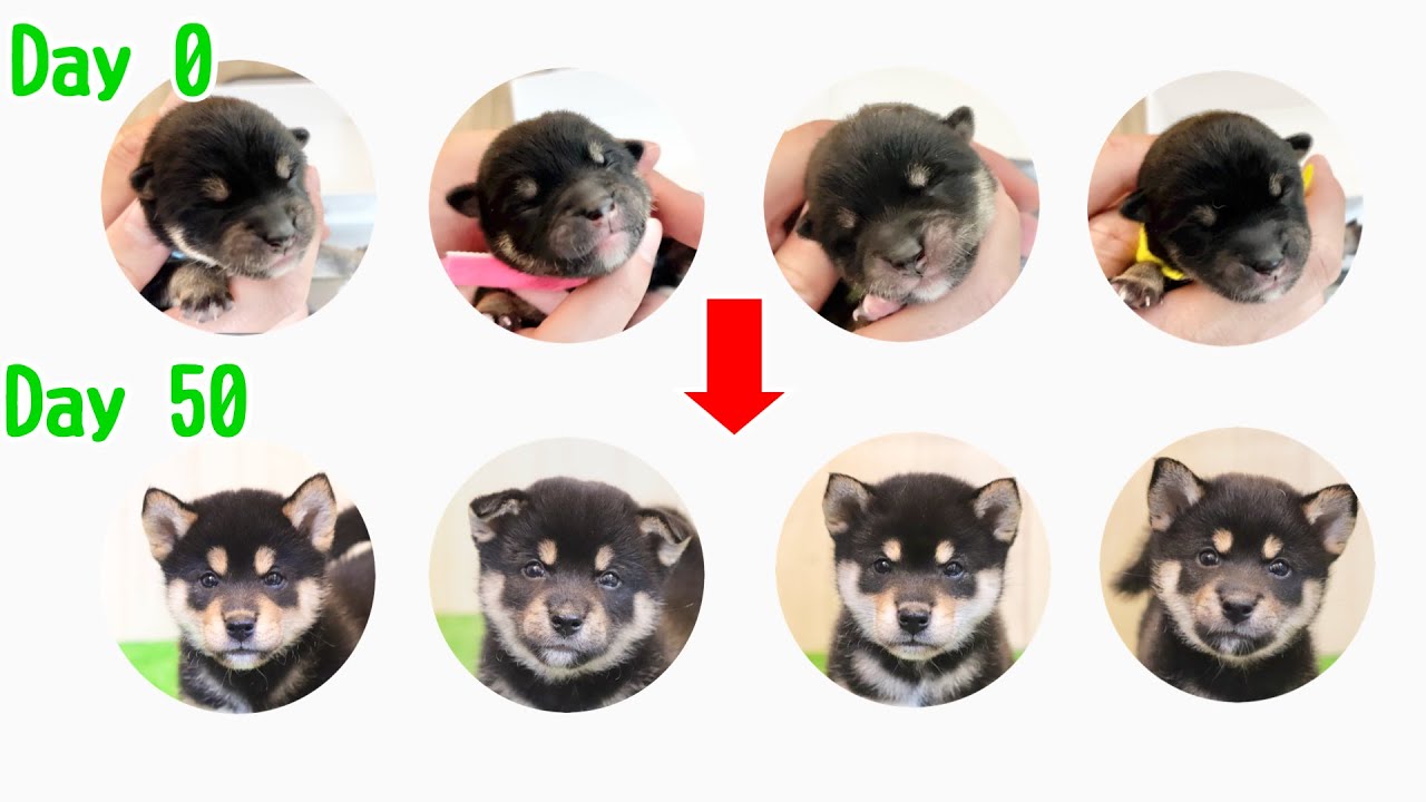 【柴犬 子犬】一気に見れる成長記録 生後0日〜50日 season 6