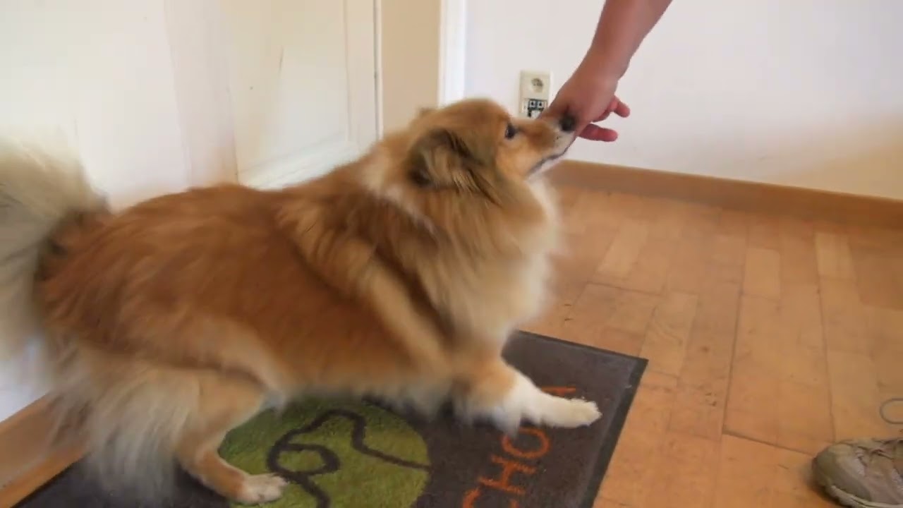 Mieux comprendre son chien grâce à la méthode R.E.S.P.E.C.T. | Approche Canischola