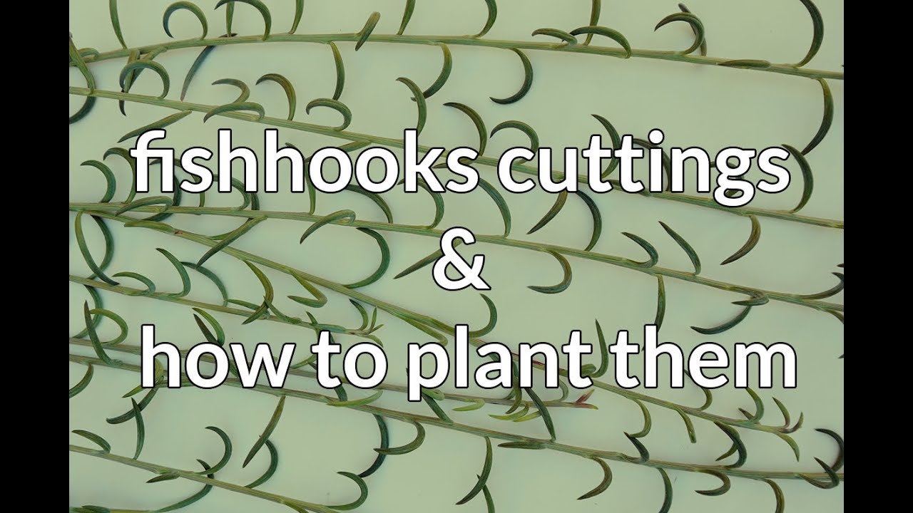 Succulent Cuttings: Fishhooks Senecio & How To Plant Them