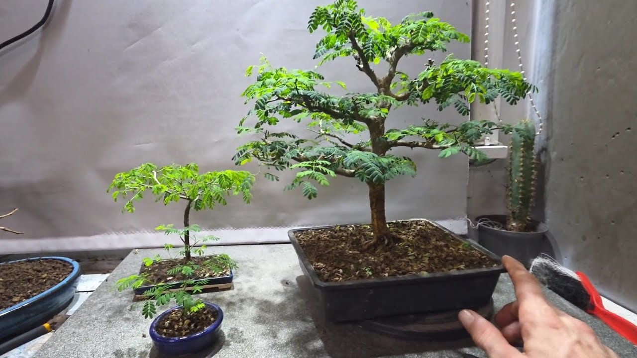 Brazilian Rain Tree Bonsai Experience After Two Years 