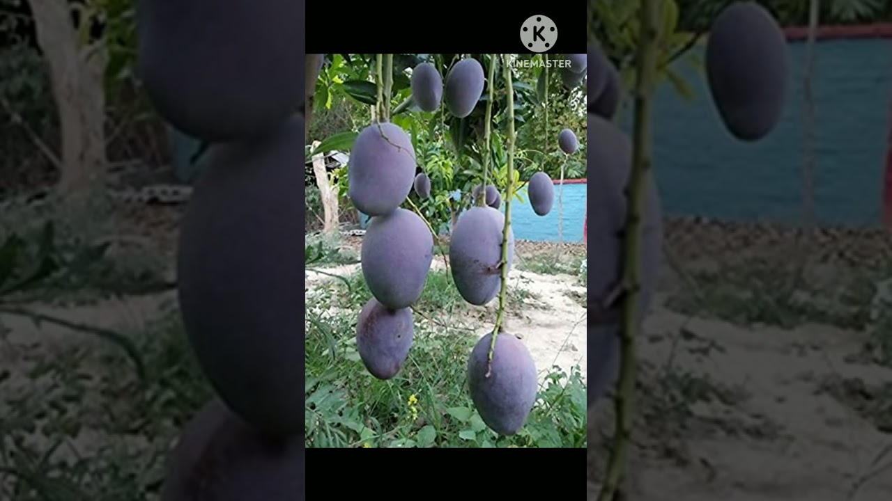 Rare Mango #short#fruit#YTShort