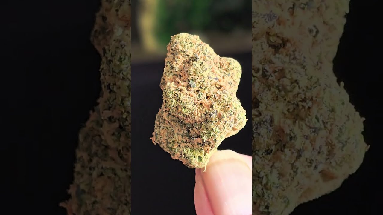 UK Medical Flower - Aurora Pedanios Frozen Lemon Haze (Jet Fuel Gelato x White MAC) Beta Irradiated.