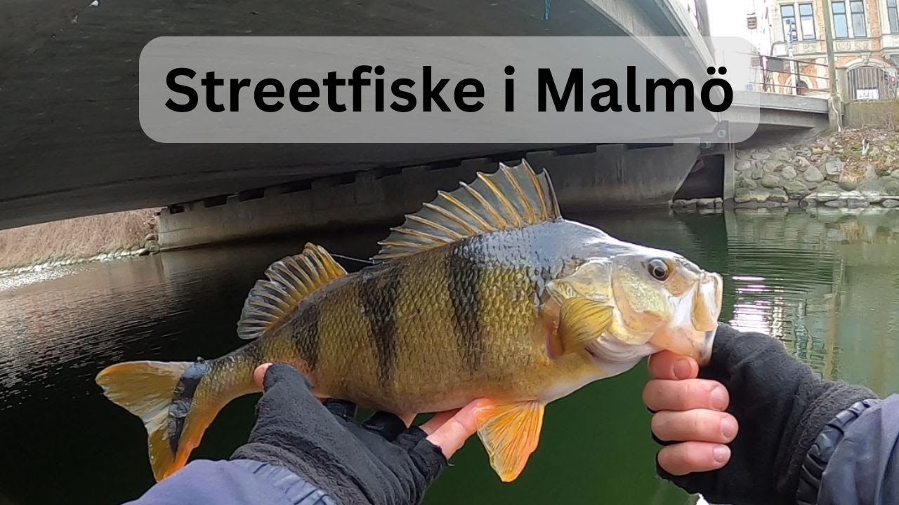 Fånga stor abborre på små beten i kallt vatten - Abborrefiske i Malmö kanal