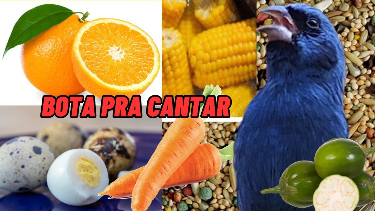 4 ótimos alimentos para fornecer ao azulão que vai ajudar no canto