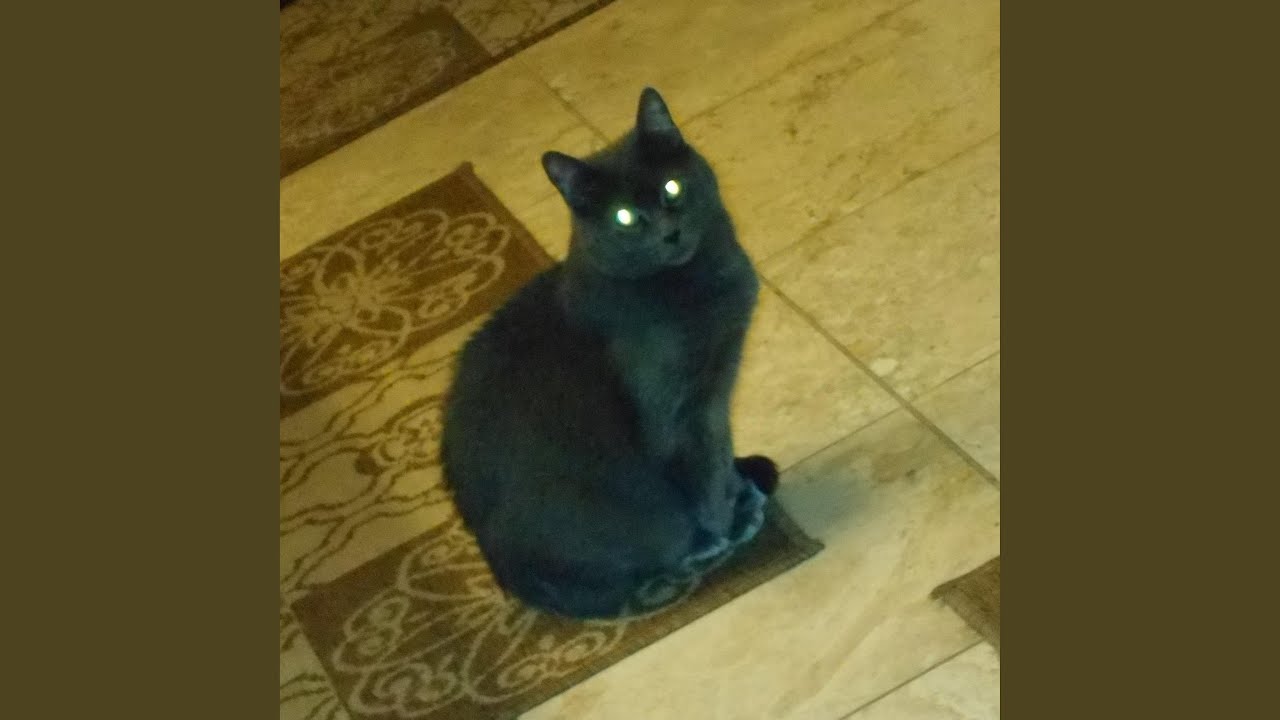 He's a Travelin' Cat