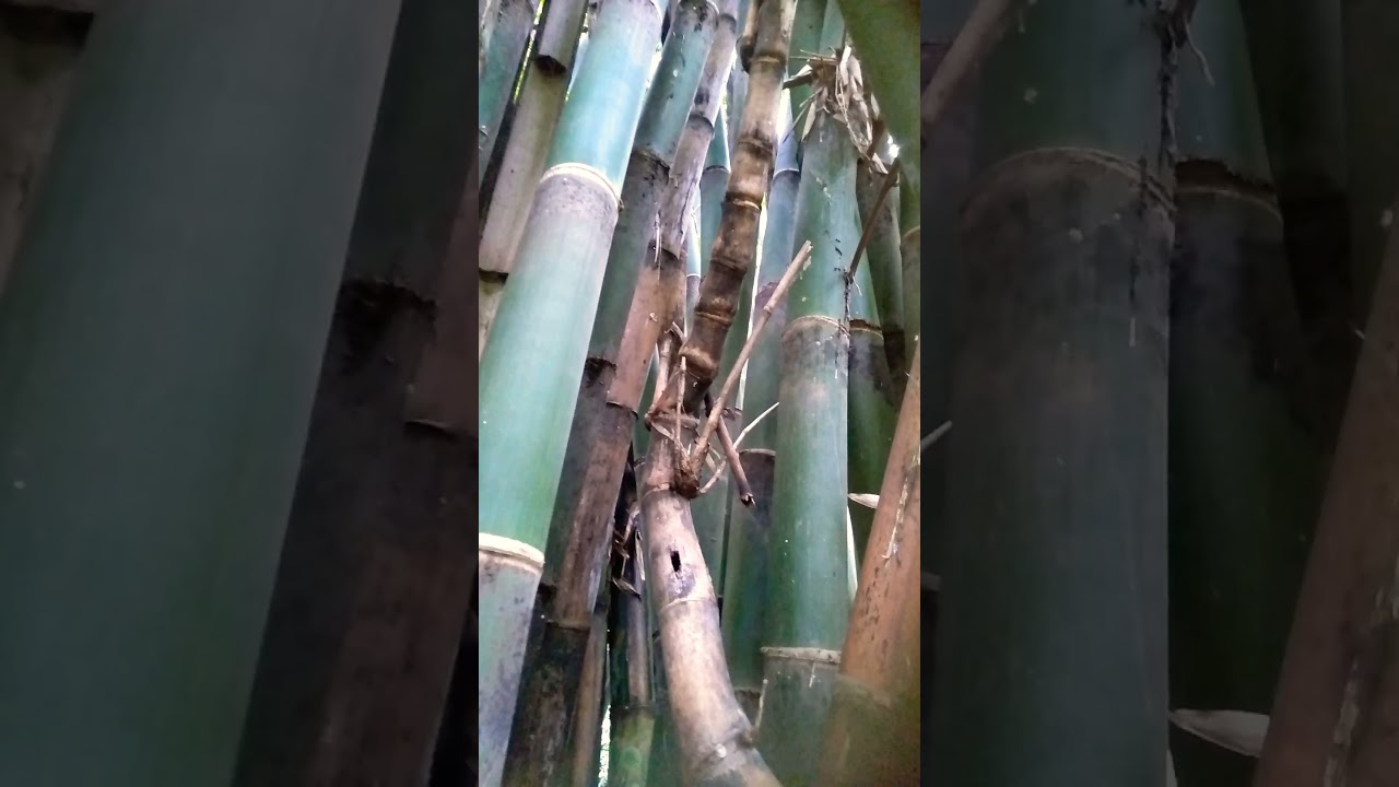 Bambu unik alami asli