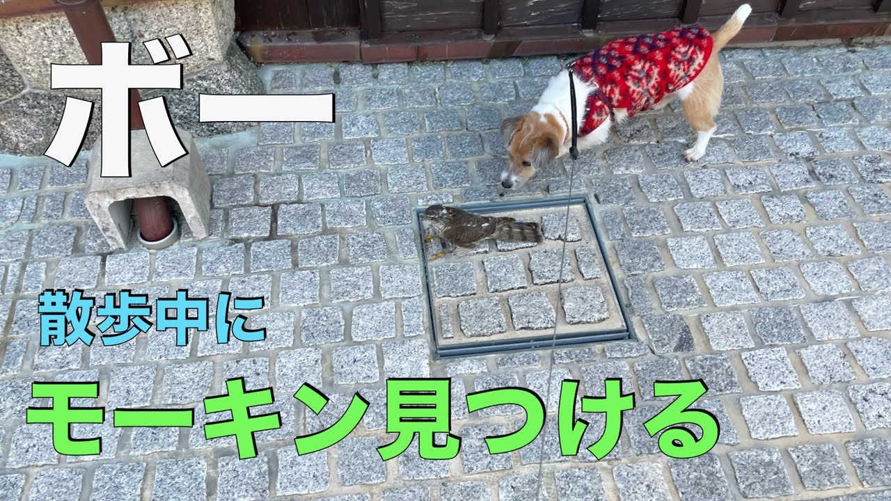 ボー猛禽類見つける