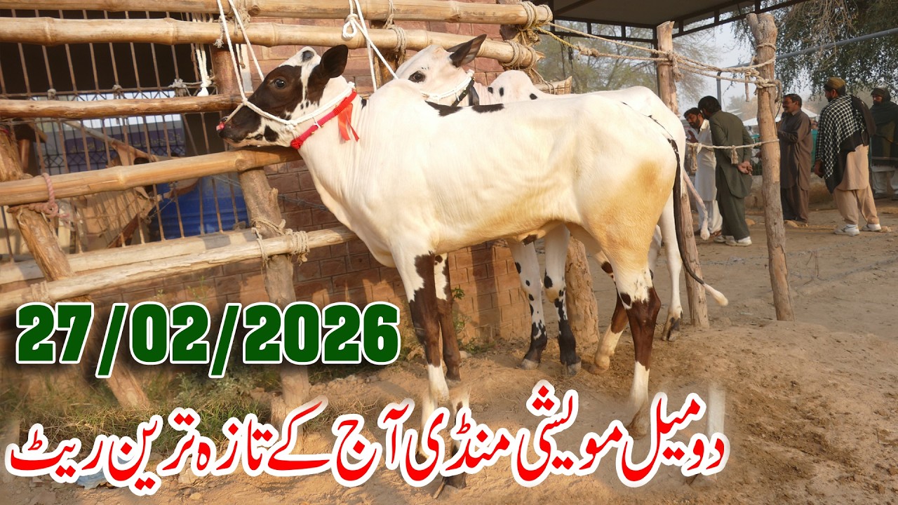Today Domail Mandi Fatehjang Rate’s update27/Feb2026-Part01Sunny Video Fateh Jang Cow Mandi 2026