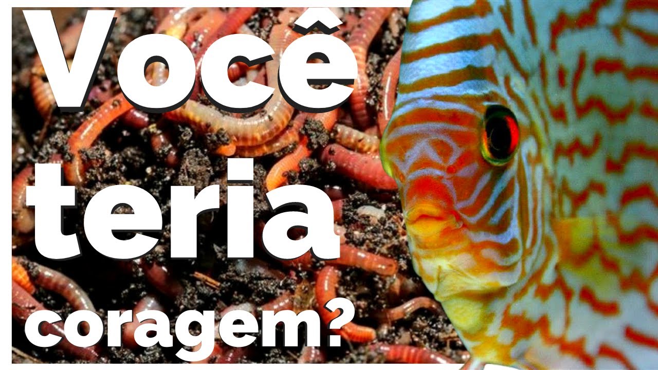 MINHOCA PARA ACARA Discus parte 3 VISITA A ESTUFA DE ACARA DISCO DO JAYME EM RECIFE PE