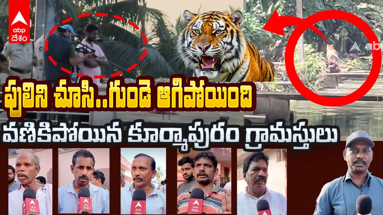 Tiger Fear at Kurmapuram | అధికారులు మత్తు ఇవ్వట్లేదు..కంచె వేయట్లేదు..పులి తెగ తిరిగేస్తోంది | ABP