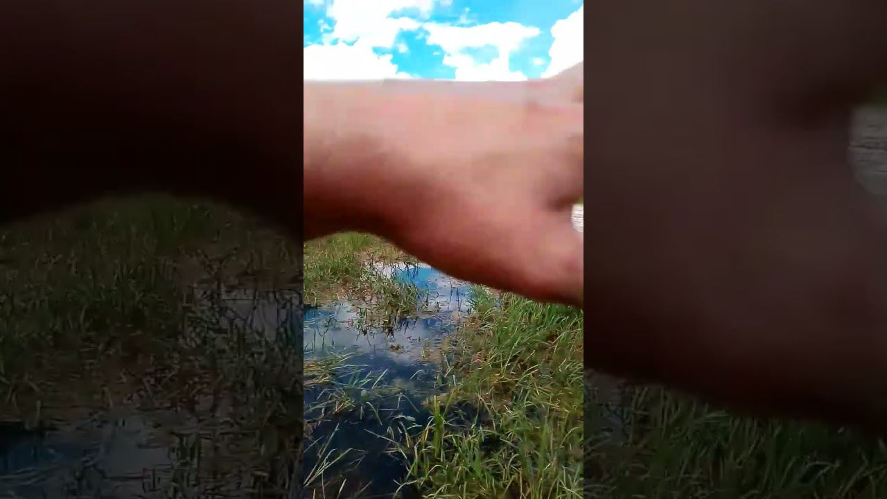 впадение реки Шорня