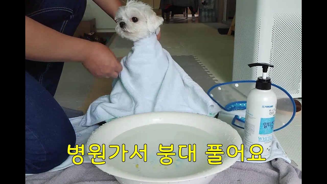 (072) 하루의 다리가....? Haru's legs...? (Eng Sub)#하루와함께 #pets #Withharu