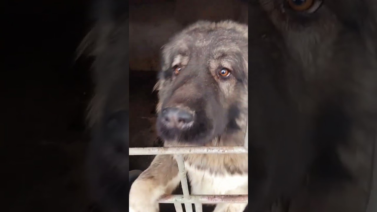 Köy # Hayati Köpekler# Keṣfetttttttttttttt#