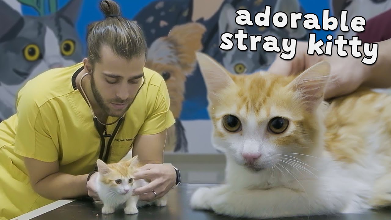 Больной бездомный котёнок! (Уход за очаровательным котенком)