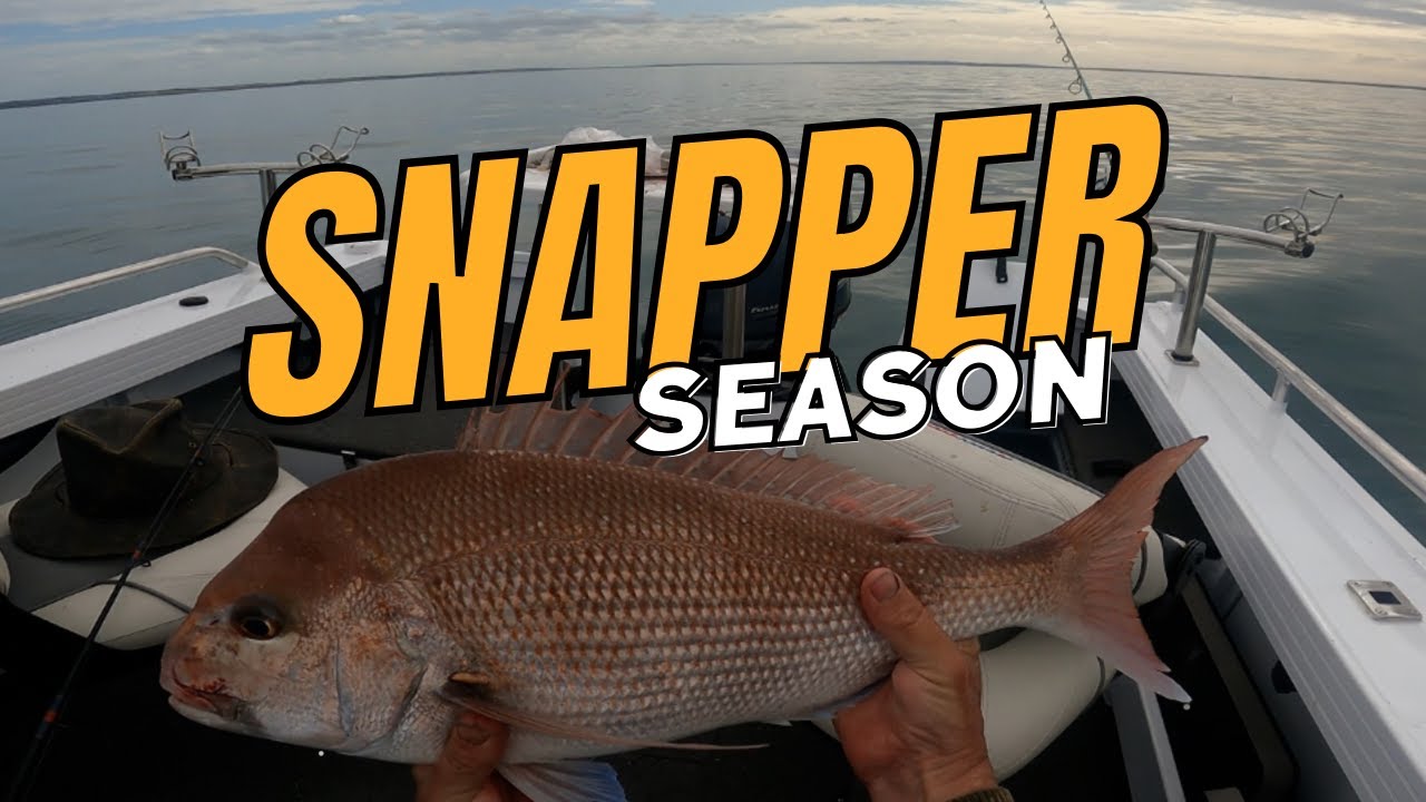 Port Phillip Bay Snapper - Quintrex Renegade