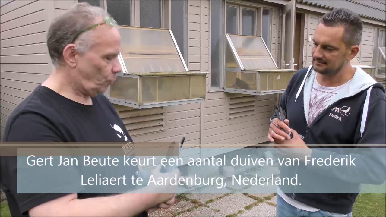 Internationale wedstrijd op Pau - Thuiskomst duiven Frederik Leliaert