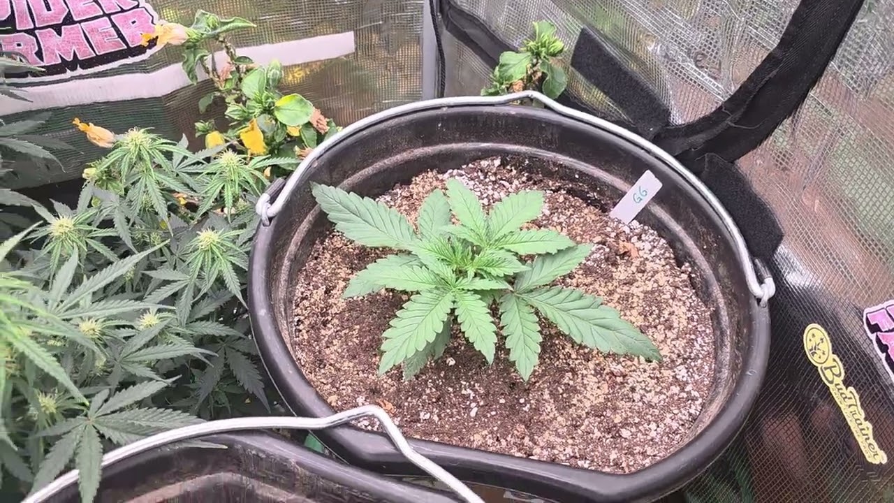 Week 2! Giga Glue, Northern Lights and Double Grape!