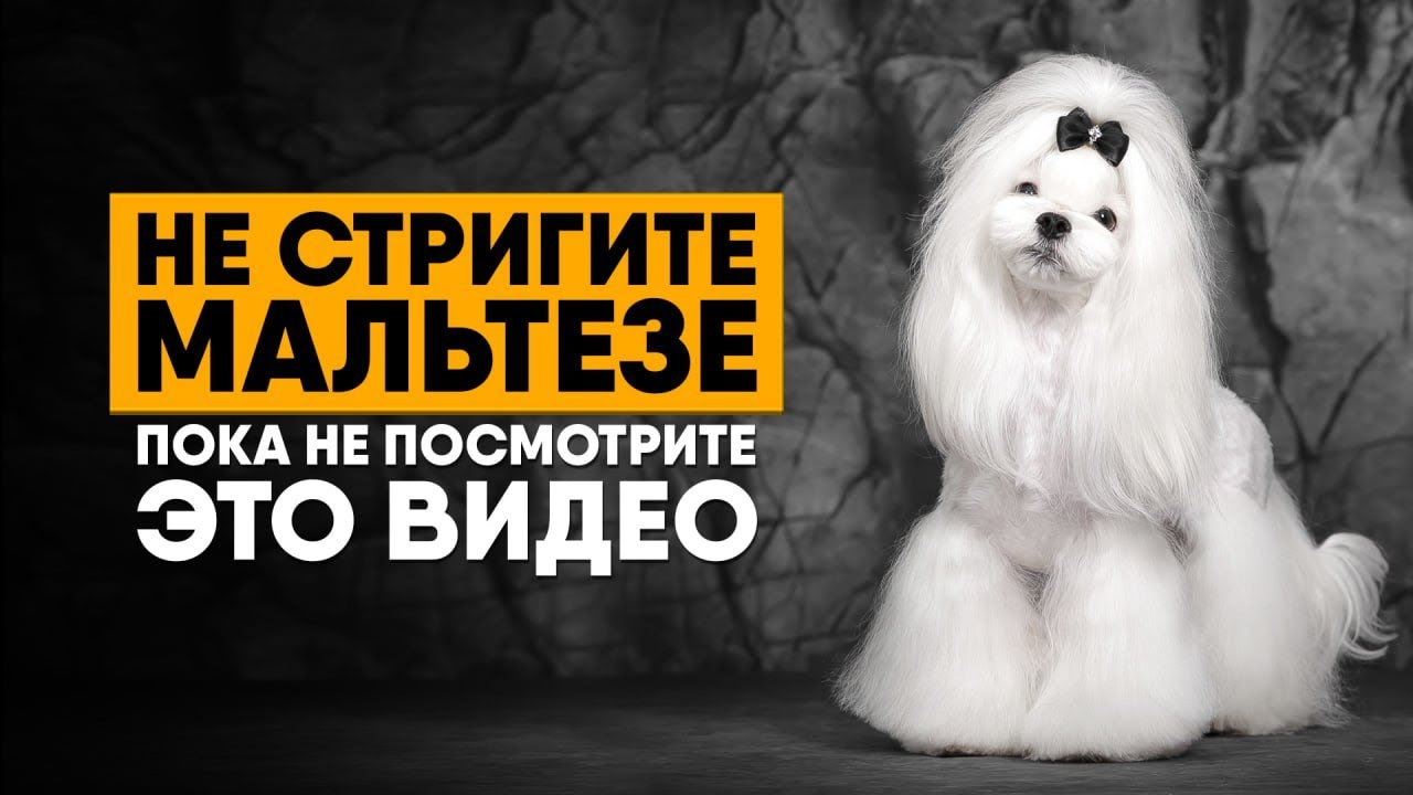 Профессиональный груминг мальтезе: Европейский vs Азиатский стиль | Уход за шерстью и ушами!