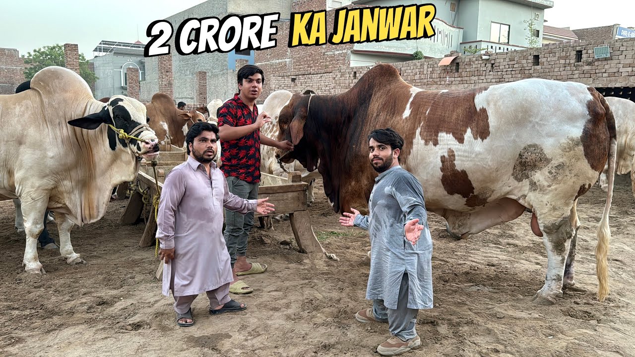 Choto Logo Ko 2 Crore Ka Janwar Ly Ka Dein 😍 Biggest Bull 😱