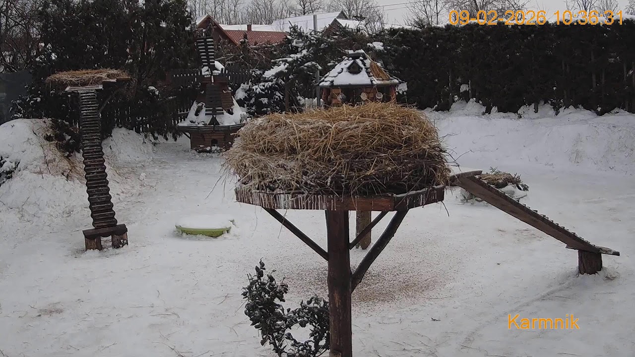 Gniazdo Bocianie pod Sok&oacute;łką - na żywo.