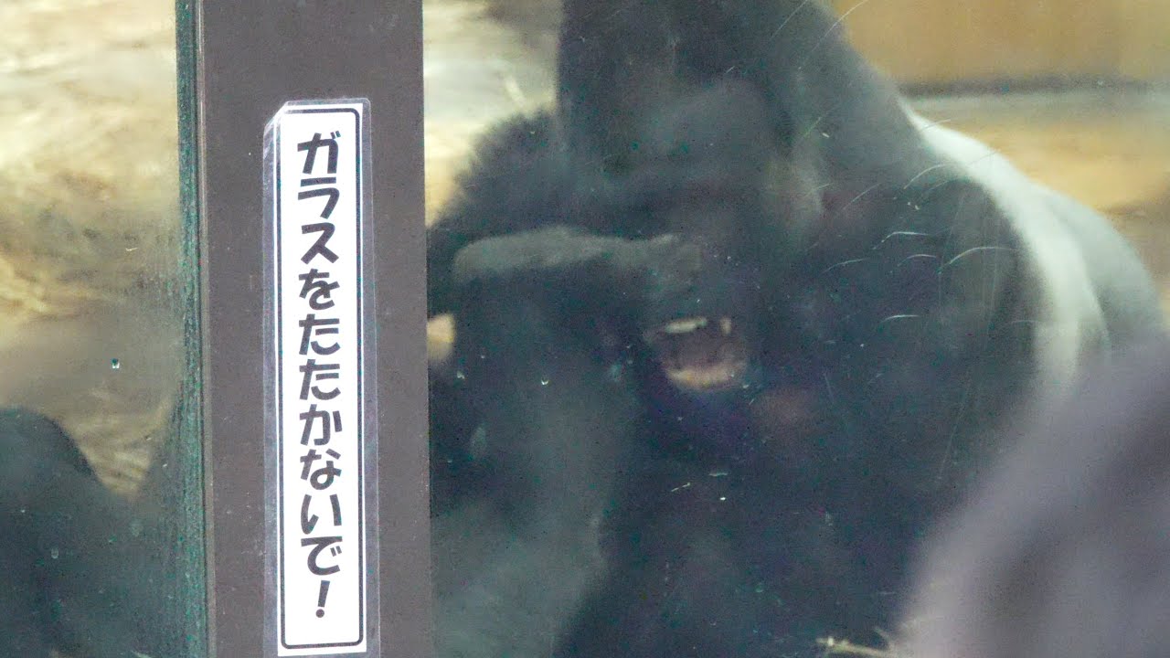 Тайная жизнь Момотаро: Нежные моменты отца-гориллы с сыном / Gorillas genki / ape #gorilla