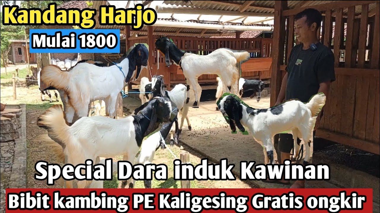 1800...!!SPECIAL DARA KAWINAN GRATIS ONGKIR SE JAWA #kambingpe #hargakambing