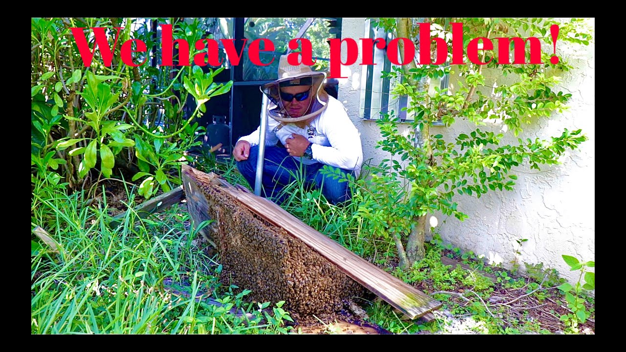 Top Bar Bee Hive COLLAPSE! Time For a New Home!
