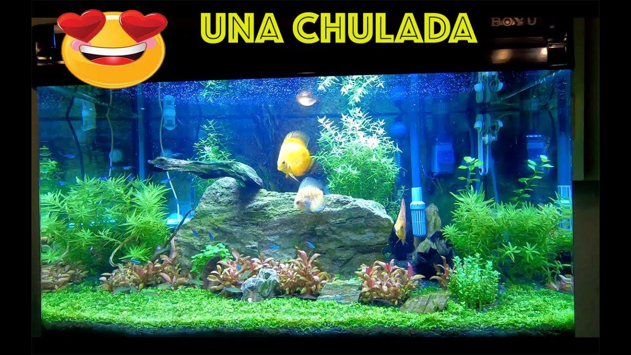 Chulada de Acuarios en esta casa PARTE 1||||||😍🐠🐠🌿🌿
