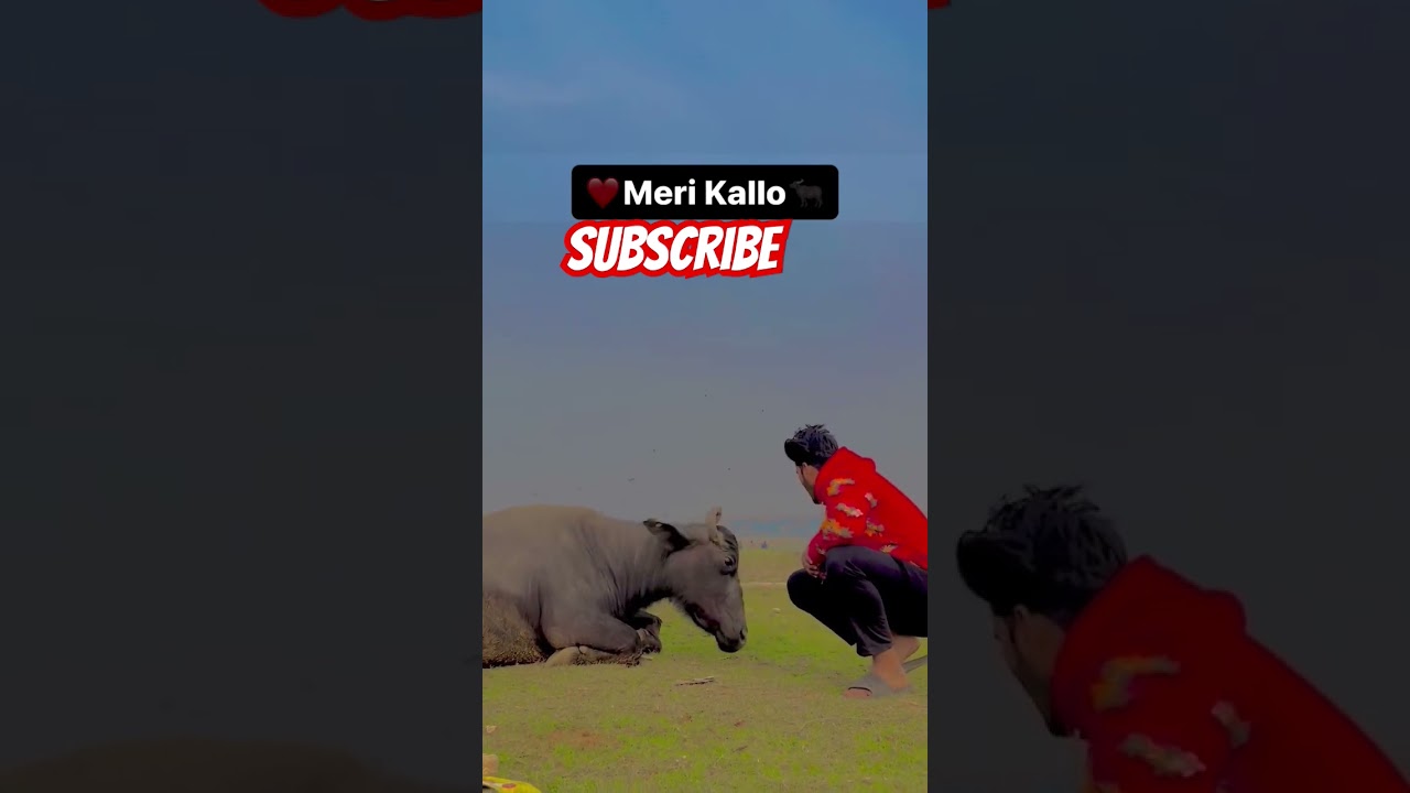 kallo ki new video#youtubeshorts #youtube #ytshorts #viral #shorts #short #trending #dairy #shortvid