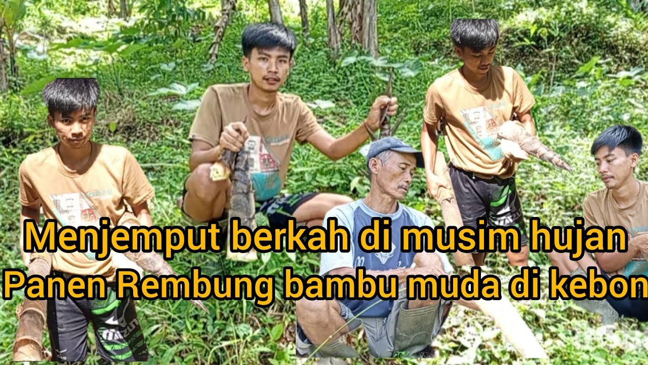 Menjemput berkah di musim hujan, panen Rembung bambu muda di kebon. 