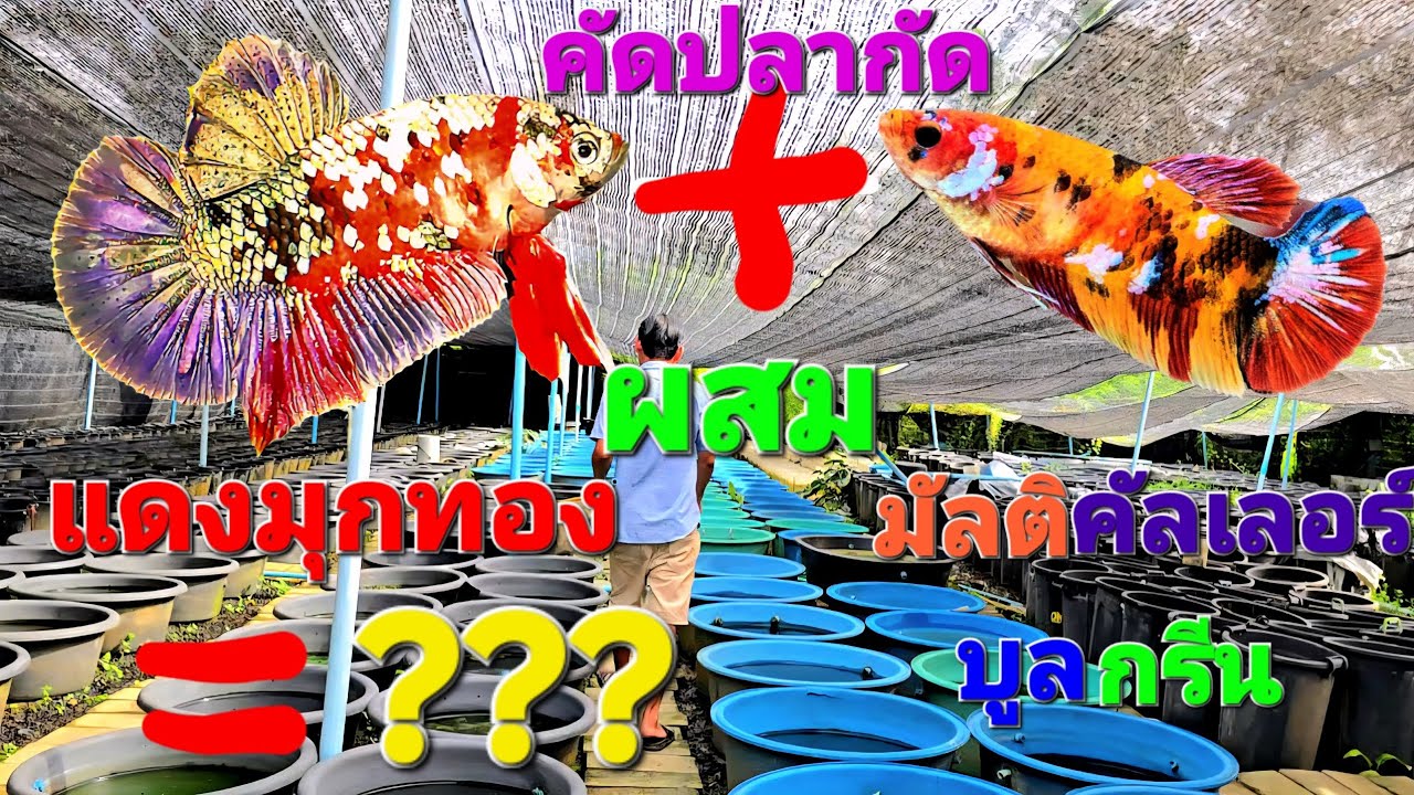 คัดปลากัดแดงมุกทองผสมมัลติคัลเลอร์​บูลกรีน