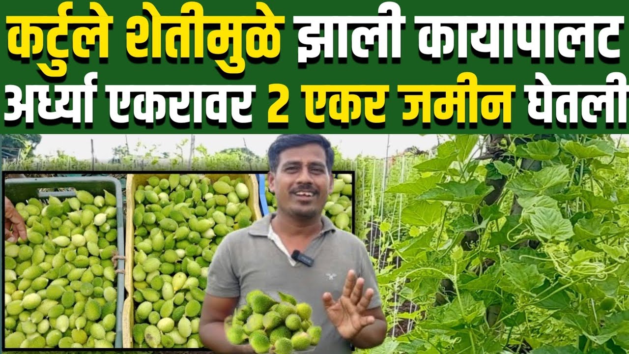 Kartule Farming in Maharashtra | करटुले शेती लागवड | Kartule Sheti | Kartule Ranbhaji Farming