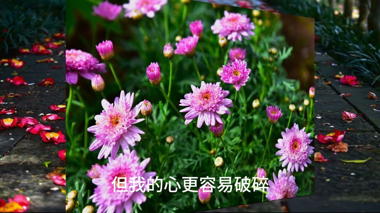 別問我是誰//陽明山花卉中心-台北市