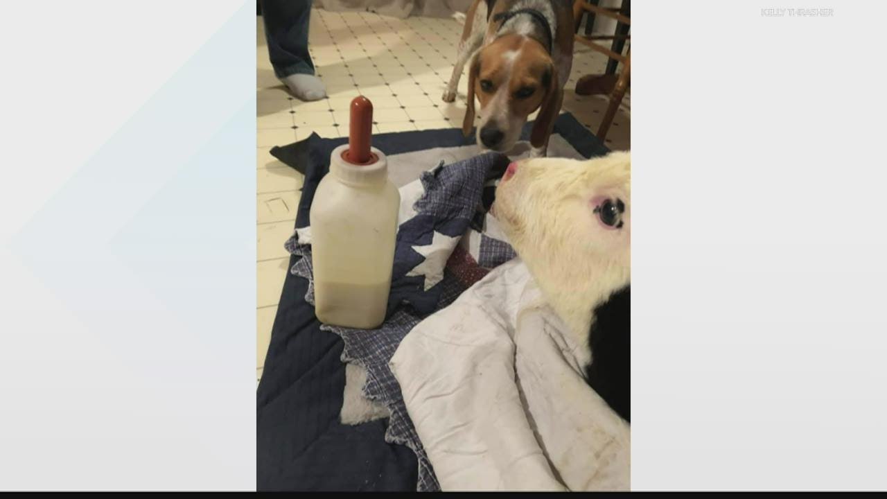 'Elsa' the calf gets special care from Sullivan County family