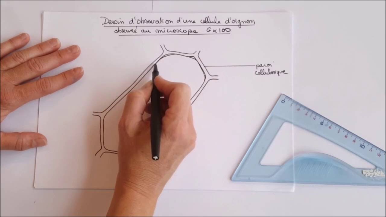 Dessiner, croquer, schématiser une cellule