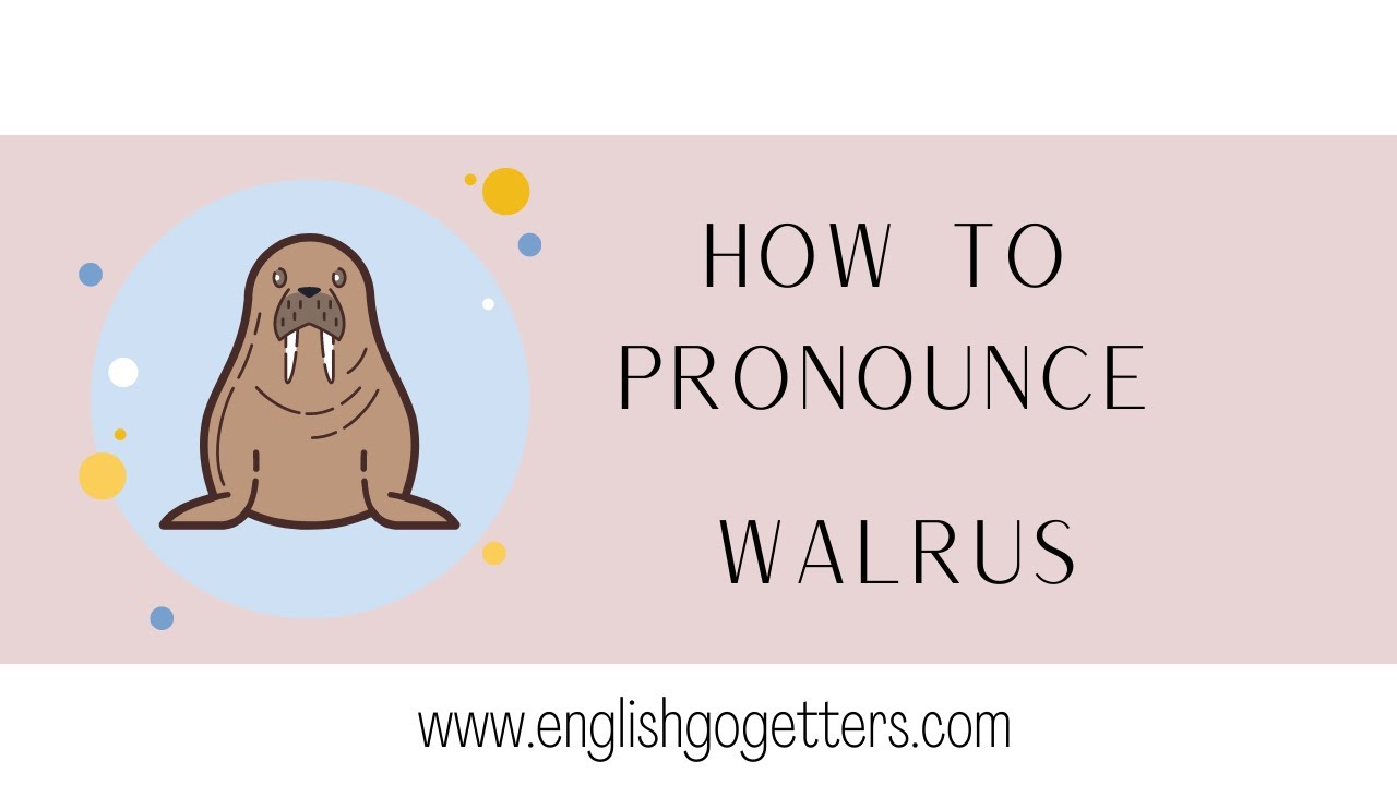 How to Pronounce WALRUS